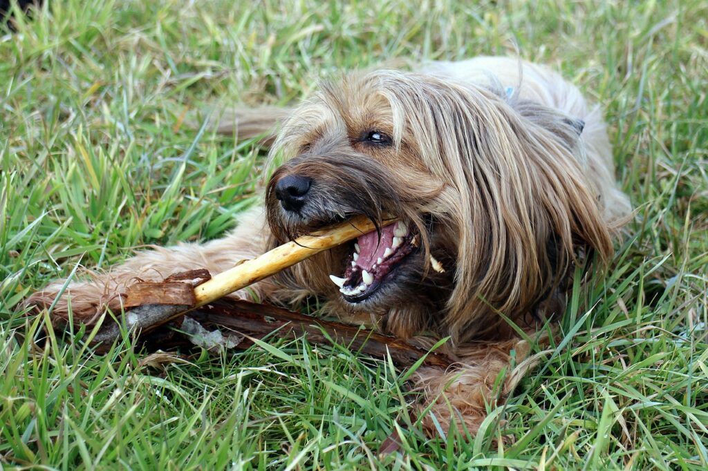 Mauvaise haleine du chien : les causes et les solutions
